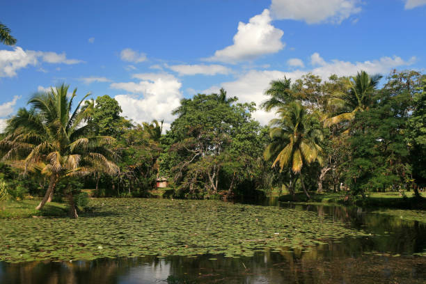 istock Zapata Swamp Landscape 945178750