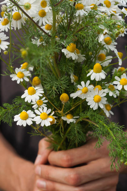 istock bouquet of chamomile flowers 945182048