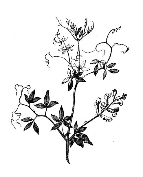 식물학 식물 골동품 조각 그림: ceratocapnos claviculata (현호색속 등반) - corydalis stock illustrations