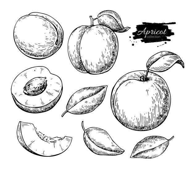 Apricot vector drawing. Hand drawn fruit and sliced pieces.  Summer food Apricot vector drawing set. Hand drawn fruit and sliced pieces. Summer food engraved style illustration. Detailed vegetarian sketch. Great for label, poster, print, menu peach stock illustrations