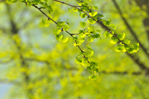 istock Close up of green leaves in sunlight 945184292