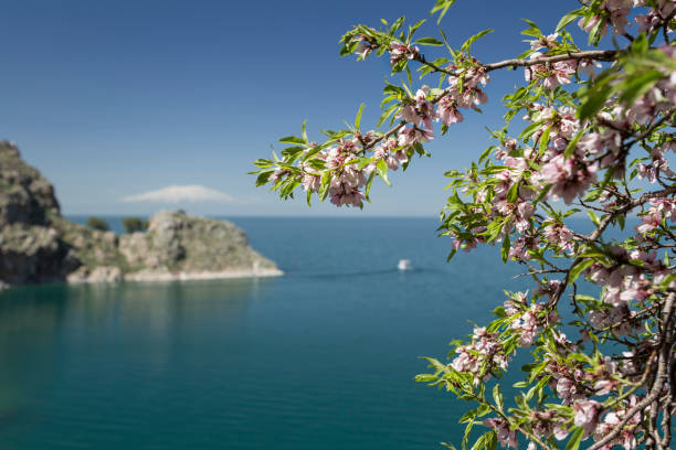 istock pink spring flowers on tree against sea 945186954