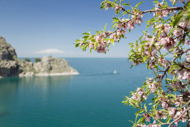 istock pink spring flowers on tree against sea 945186962