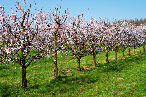 Apricot Tree In Bloom, fruit trees with blossom in springtimeApricot Tree In Bloom, fruit trees with blossom in springtime