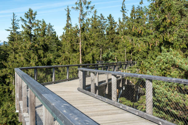 istock Autumn walk on path through tree crowns near Lipno in Sumava 945187698