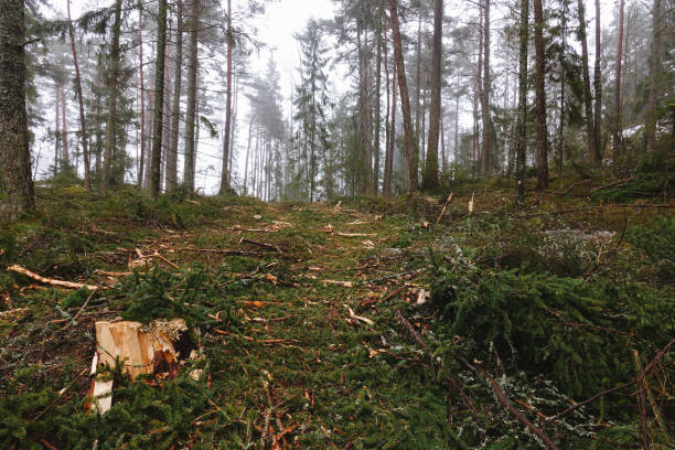 istock Beautiful foggy deforestation 945192308