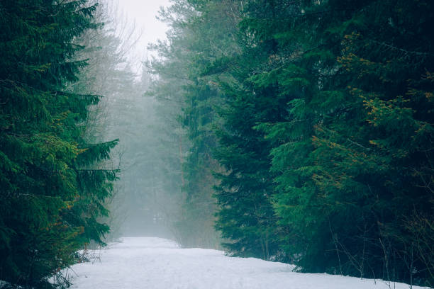 istock Old foggy forest road in the woods 945196948