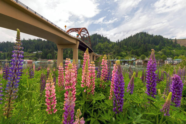 flores de lupino colores florece a lo largo del río columbia bajo el puente de la isla de sauvie en temporada de verano - columbia oregon fotografías e imágenes de stock