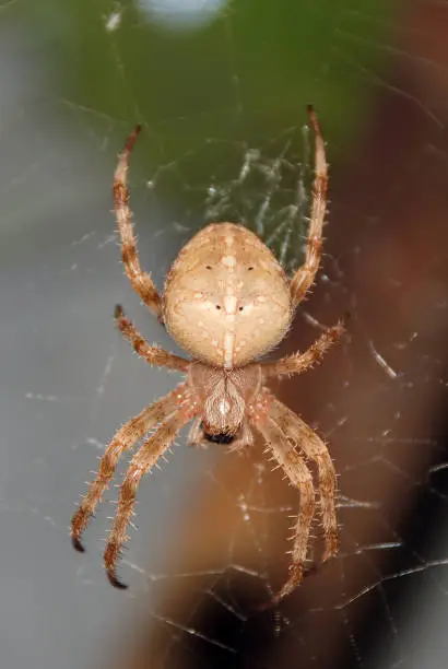 Spider garden-spider (lat. Araneus) kind araneomorph spiders of the family of Orb-web spiders (Araneidae) sits on the web