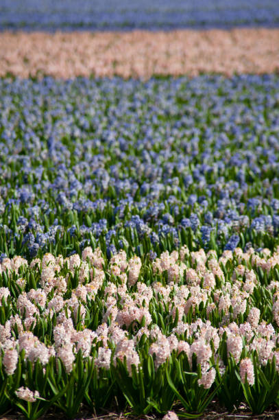 istock spring flowering plants in flower park 945204062