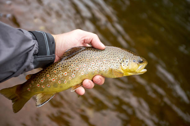 istock Fisherman displaying a landed brown trout 945207724