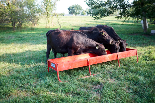 Herd of beef cows feeding on supplementary food stock photo