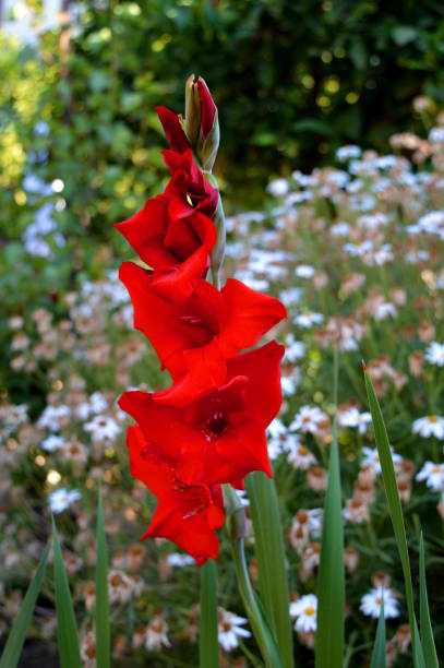 istock Close-up of a Red Gladiolus, Nature, Macro 945212264