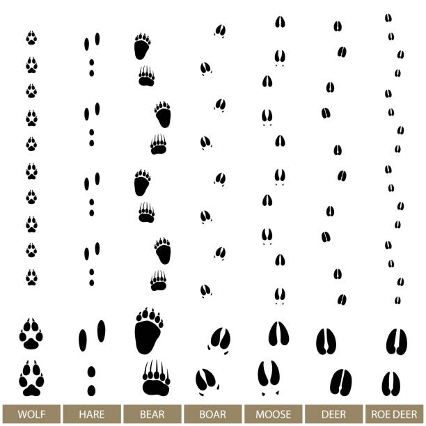 ilustrações, clipart, desenhos animados e ícones de trilha animal, vetor - animal track