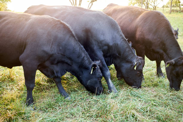 istock Herd of beef cows grazing on grass 945213008