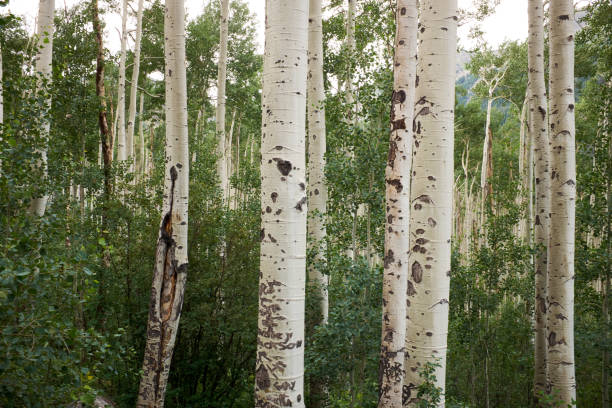 istock Close up on the white bark on aspen trees 945213272
