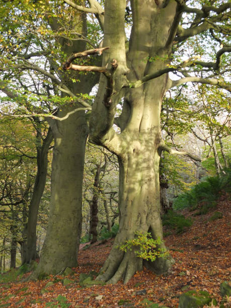 istock giant ancient beech trees in spring forest on sloping hillside woodland with dappled sunlight 945213754