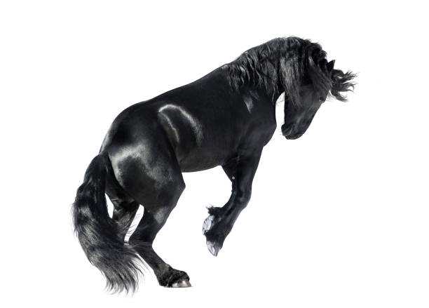 istock friesian horse rears isolated on white background 945213778