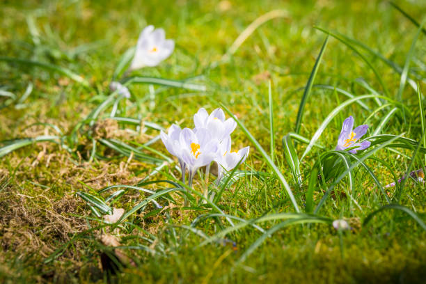 белые цветы крокуса на весеннем солнце - white denmark nordic countries winter стоковые фото и изображения