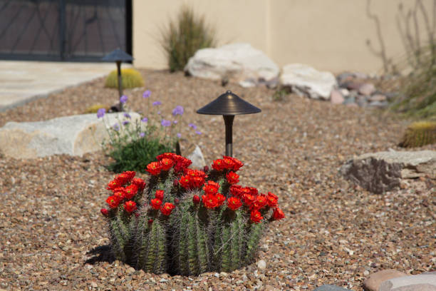 ハリネズミ サボテンの赤い花で南西の中庭 - echinocereus ストックフォトと画像