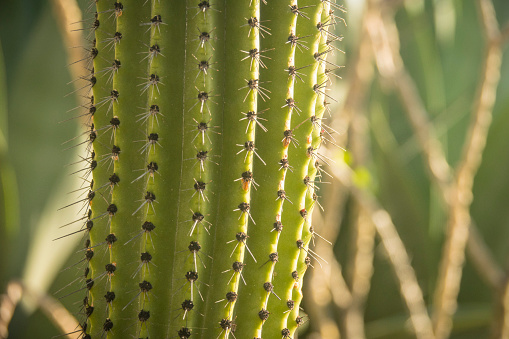 Cactus Detail Close Up in Cabo San Lucas, Los Cabos, Mexico.