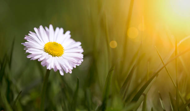 istock Springtime concept - white daisy flower in green grass 945218174