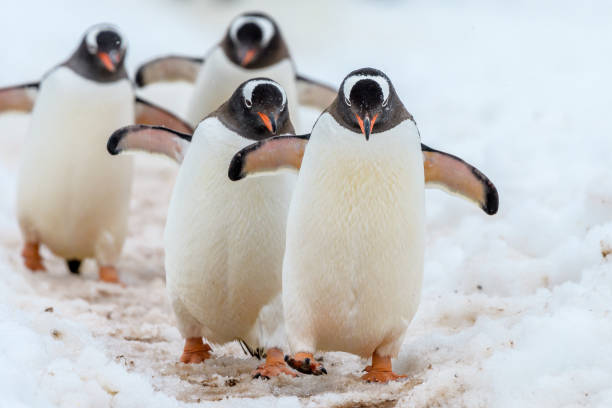 gentoo penguins zu fuß auf der autobahn - penguin stock-fotos und bilder