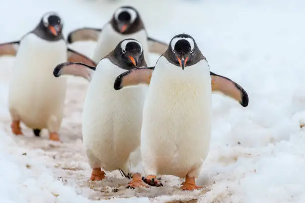Photo of Gentoo Penguins walking down the highway