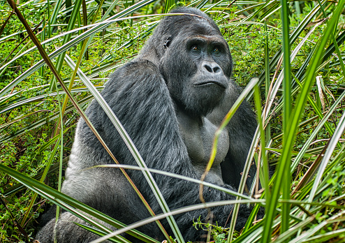 Silverback (dominant male)  Eastern Lowland Gorilla (gorilla beringei graueri).  Location: Kahuzi Biega National Park, South Kivu, DR Congo, Africa. Shot in wildlife.