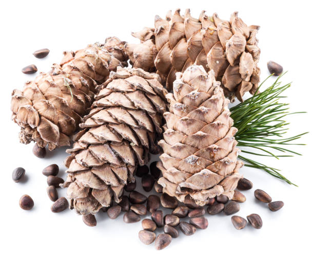 cones de pinhão e pinhões em fundo branco. - pine nut tree pine tree pine cone - fotografias e filmes do acervo