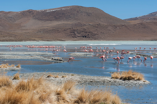 Pink flamingos at Laguna Chiarkota - Chair KKota (4700 mt) is a shallow saline lake in the southwest of the altiplano of Bolivia, close to the border with Chile