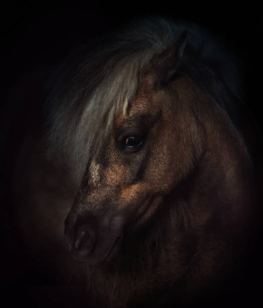 istock miniature horse portrait on dark background 945231318