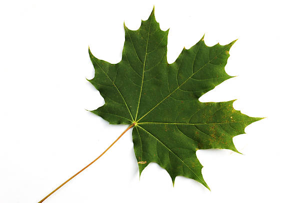istock Isolated sheet of maple on a white background. 94523337