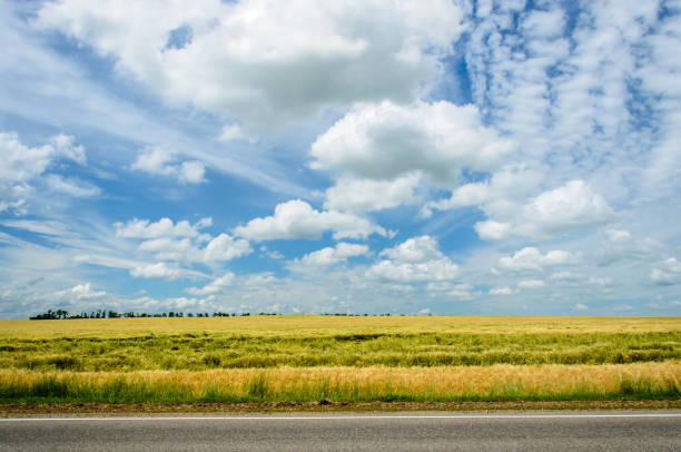 istock Landscape with a field of yellow oats 945237054