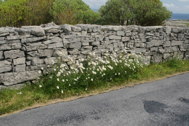 Roadside Daisies against dry stone wall on Cottage Road, Inishmore, Aran Islands Roadside daisies against a dry stone wall on Cottage Road out of Kilronan village, Inishmore, Aran Islands, County Galway, Ireland michael stephen wills aran stock pictures, royalty-free photos & images
