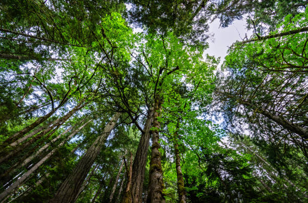istock Elk Falls Provincial Park - Vancouver Island 945237542
