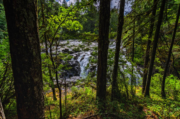 istock Elk Falls Provincial Park - Vancouver Island 945237618