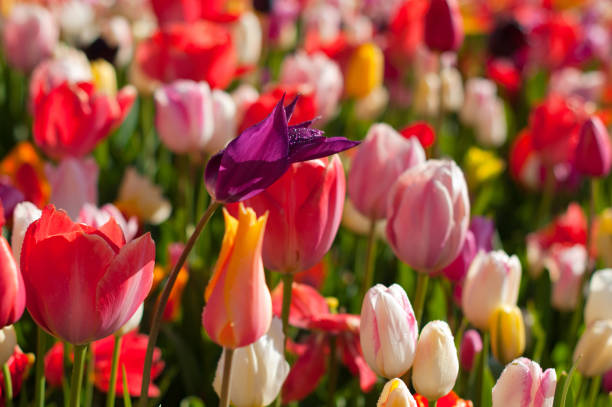 istock spring flowering plants in flower park 945237790