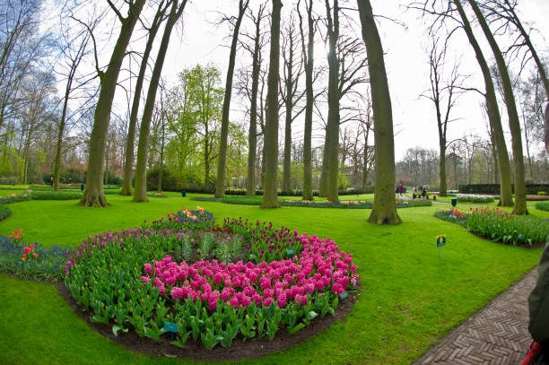 istock spring flowering plants in flower park 945240554