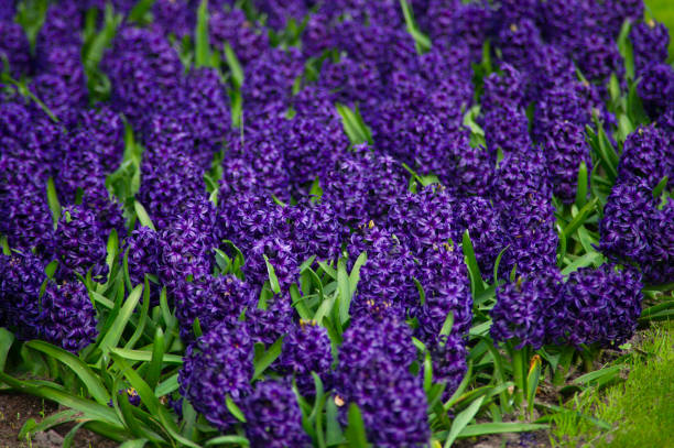 istock spring flowering plants in flower park 945240650