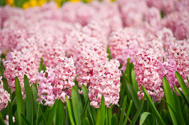 istock spring flowering plants in flower park 945240672