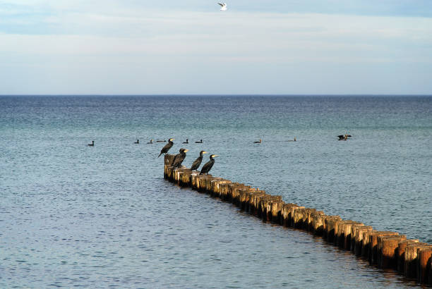 istock Coast protection at the baltic sea (Kuehlungsborn, Germany): groynes. 945241516