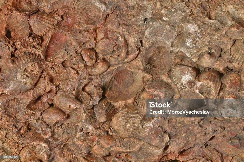 Fossilized Sea Shell Imprints In The Rock Stock Photo - Download Image ...