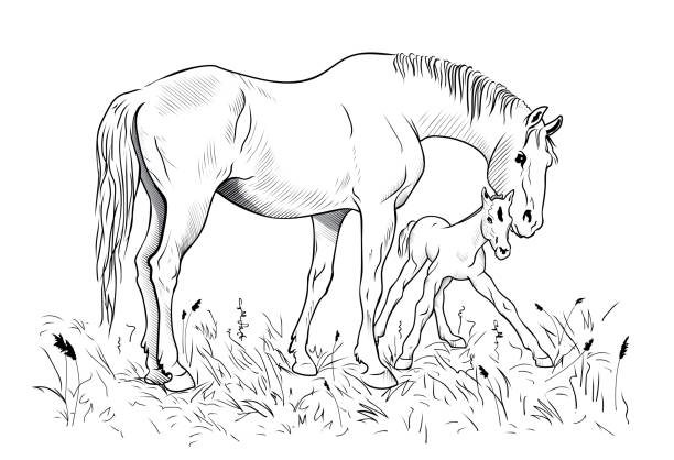 Mare and foal A mare helps a foal to get up on feet colts stock illustrations