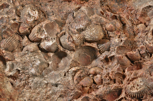 Fossilized Sea Shell Imprints In The Rock Stock Photo - Download Image ...