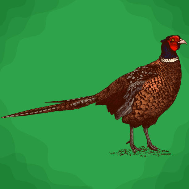 ilustrações, clipart, desenhos animados e ícones de ilustração de gravura de faisão - faisão ave de caça