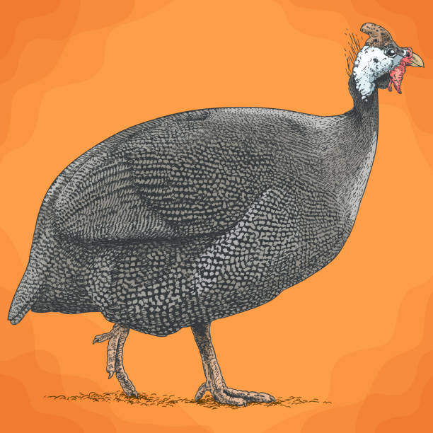 istock engraving illustration of guineafowl 945247988