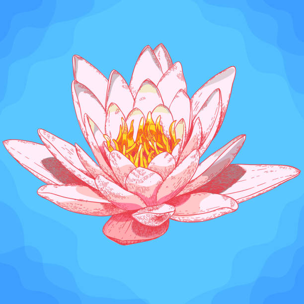 Vector hand drawn engraving illustration of water lily flower in retro style