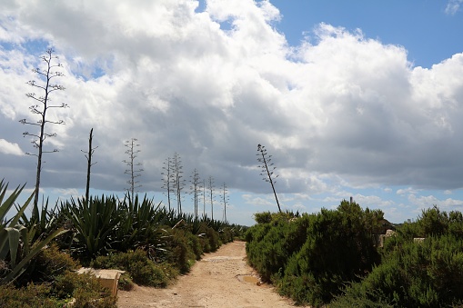 American agaves blooming at Hiking trail between Marsaxlokk and Marsaskala, Mediterranean sea, Malta