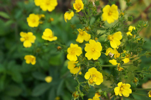 Gold drop potentilla fruticosa many yellow flowers with green Gold drop potentilla fruticosa many yellow flowers with green potentilla fruticosa stock pictures, royalty-free photos & images